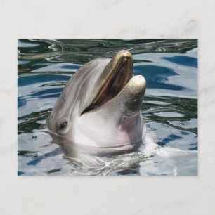 DOLPHIN FOTOGRAFIE POSTCARD POSTKARTE