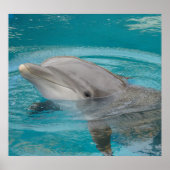 Dolphin Friend Poster (Vorne)