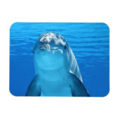 Dolphin-Gesicht nah Magnet (Horizontal)