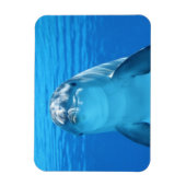 Dolphin-Gesicht nah Magnet (Vertikal)