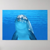 Dolphin-Gesicht nah Poster (Vorne)
