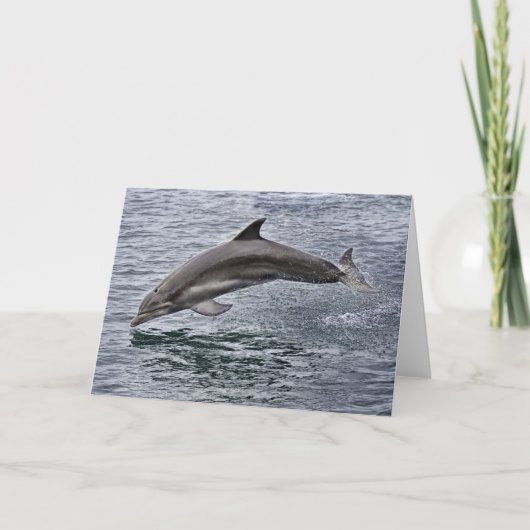 Dolphin Grußkarte Karte (Vorderseite)