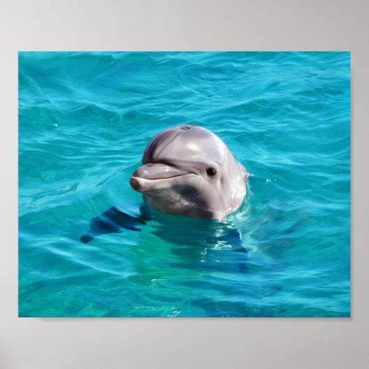 Dolphin in Blue Water Foto Poster (Vorne)