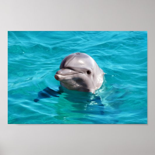 Dolphin in Blue Water Foto Poster (Vorne)
