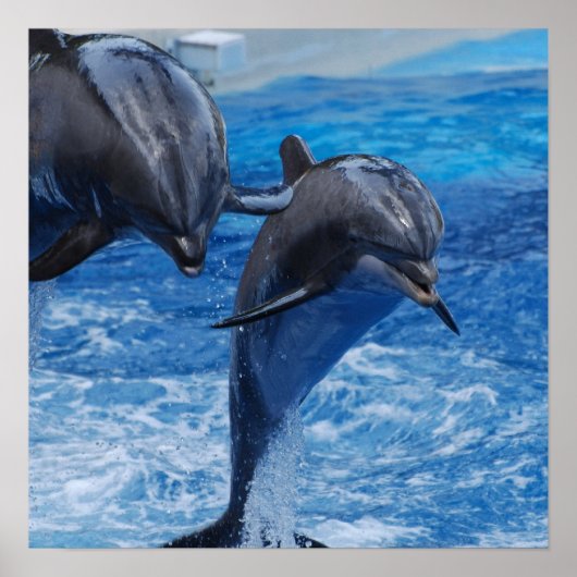 Dolphin Jumping Poster (Vorne)
