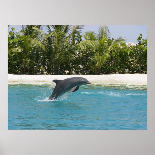 Dolphin Jumping Tropical Beach Poster (Vorne)
