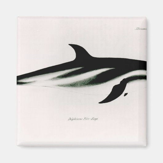 Dolphin Magnet (Vorne)