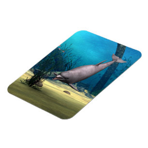 Dolphin Magnet