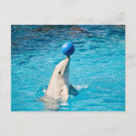 Dolphin mit Kugel Postkarte