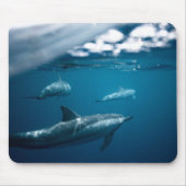 Dolphin Mousepad (Vorne)