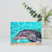 Dolphin-Nah-Up Postkarte (Stehend Vorderseite)