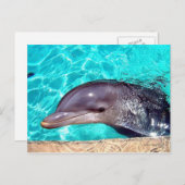 Dolphin-Nah-Up Postkarte (Vorne/Hinten)