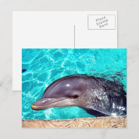 Dolphin-Nah-Up Postkarte (Vorne/Hinten)