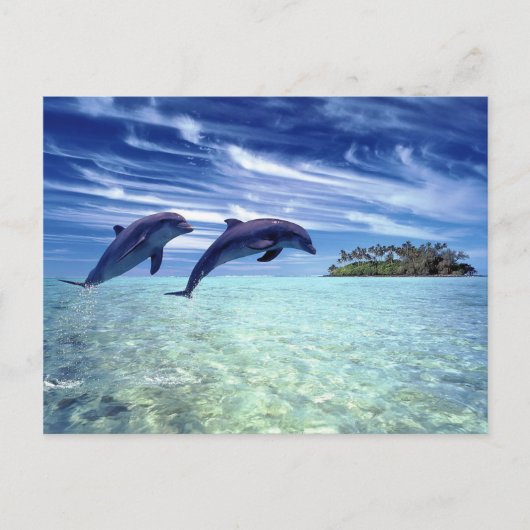 Dolphin-Paradies Postkarte (Vorderseite)