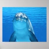 Dolphin-Plakat Poster (Vorne)