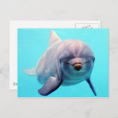 Dolphin-Portrait Postkarte (Vorne/Hinten)