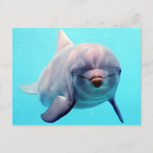 Dolphin-Portrait Postkarte