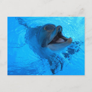 Dolphin Postcard Postkarte