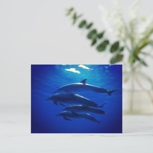 Dolphin Postcard Postkarte (Stehend Vorderseite)