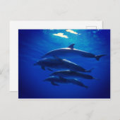 Dolphin Postcard Postkarte (Vorne/Hinten)