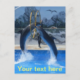 Dolphin Postcard Postkarte