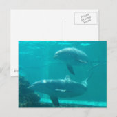 Dolphin Postcard Postkarte (Vorne/Hinten)