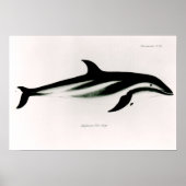 Dolphin Poster (Vorne)