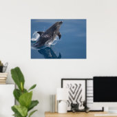 Dolphin Poster (Heimbüro)