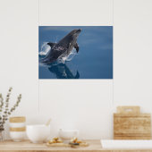 Dolphin Poster (Küche)