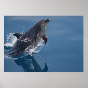 Dolphin Poster