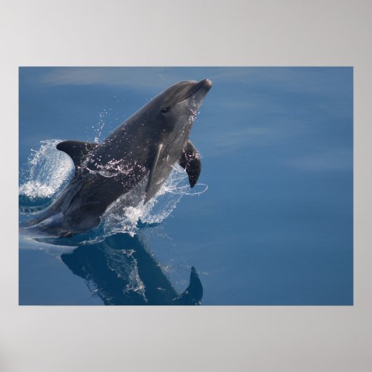 Dolphin Poster (Vorne)