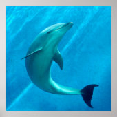 Dolphin Poster (Vorne)