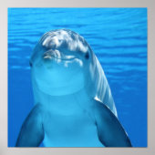 Dolphin Poster (Vorne)