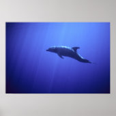 Dolphin Poster (Vorne)