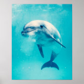 Dolphin Poster (Vorne)
