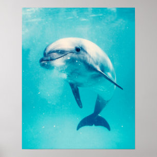 Dolphin Poster