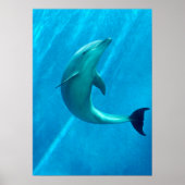 Dolphin Poster (Vorne)