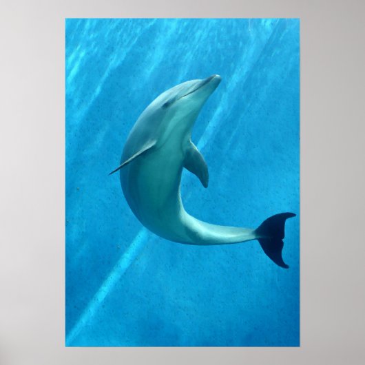 Dolphin Poster (Vorne)