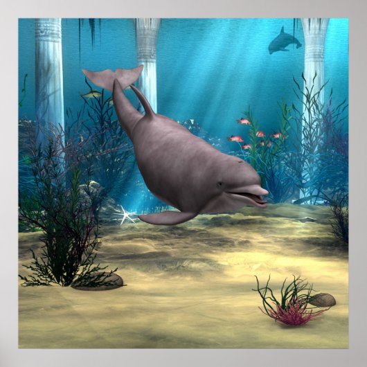 Dolphin Poster (Vorne)