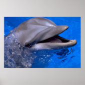 Dolphin Poster (Vorne)