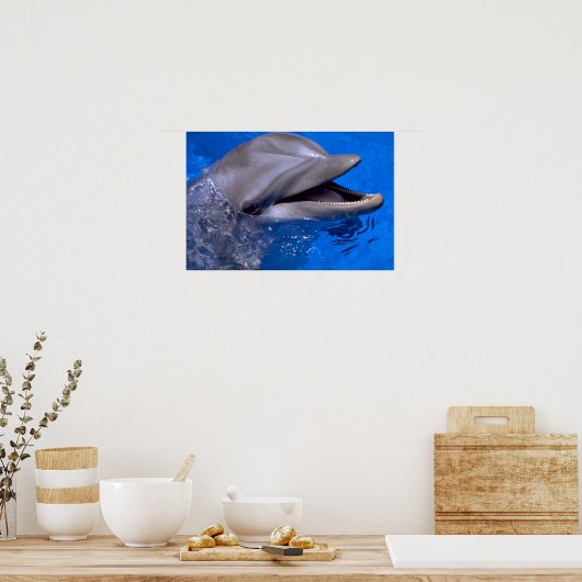 Dolphin Poster (Küche)
