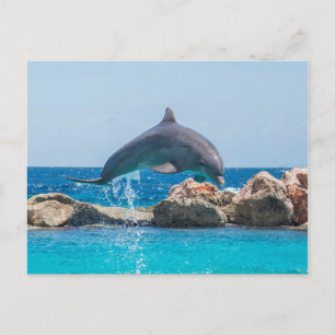 Dolphin Postkarte