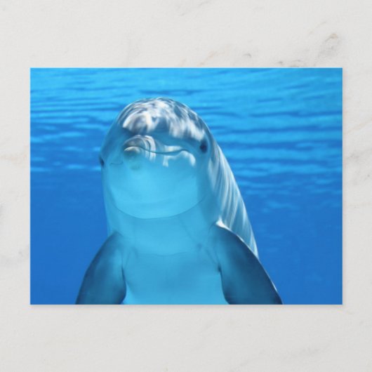 Dolphin Postkarte (Vorderseite)