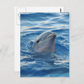 Dolphin Postkarte (Vorne/Hinten)
