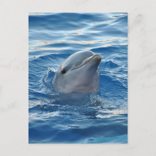 Dolphin Postkarte (Vorderseite)
