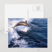 Dolphin Postkarte (Vorne/Hinten)
