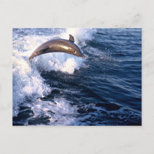 Dolphin Postkarte