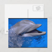 Dolphin Postkarte (Vorne/Hinten)