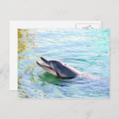 Dolphin Postkarte (Vorne/Hinten)