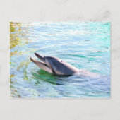 Dolphin Postkarte (Vorderseite)
